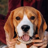 Curiosidades del Beagle, el perro que parece de juguete y que puede detectar millones de aromas distintos