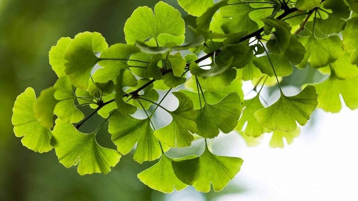 Ginkgo Biloba. Fuente: (Instagram)