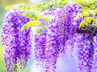 La enredadera que cautiva con su aroma, flores divinas y es la favorita de la China Suárez y de Juliana Awada