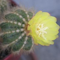 Plantas: conocé este tipo de cactus que soporta sol extremo y es muy fácil de cuidar