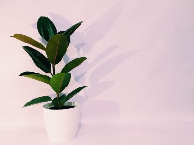 Ahorrate una fortuna y aprendé a reproducir la planta de moda con estos sencillos trucos