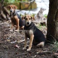 Tribunal reconoce familia multiespecie: perros y gatos son parte de la familia y no propiedad