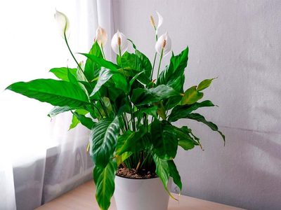 La planta más elegante, hermosa y fácil de cuidar que da unas flores blancas muy exóticas