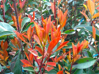 El bello arbusto cuyas hojas se ponen rojas en primavera y además te proteje de los vecinos chismosos