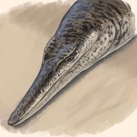 Enalioetes, una nueva especie de cocodrilo marino antiguo