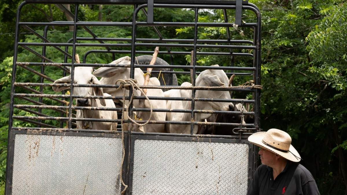 En el contexto nacional, los casos de gusano barrenador continúan en aumento