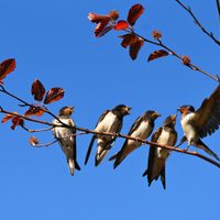 Algunas curiosidades sobre las golondrinas, las aves que anticipan la primavera