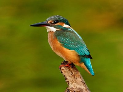 Curiosidades sobre el Martín Pescador, el ave pequeña que se sumerge en el agua para buscar su propia comida