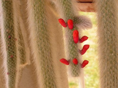 Cactus cola de mono: cómo cuidarlo y hacer que florezca esta exótica y costosa suculenta