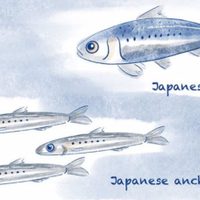 El cambio climático hace perder peso a los peces