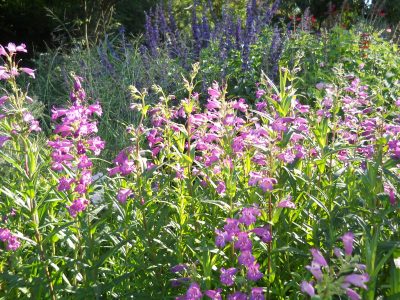 4 plantas llenas de flores todo el año y que atraen colibríes a tu jardín
