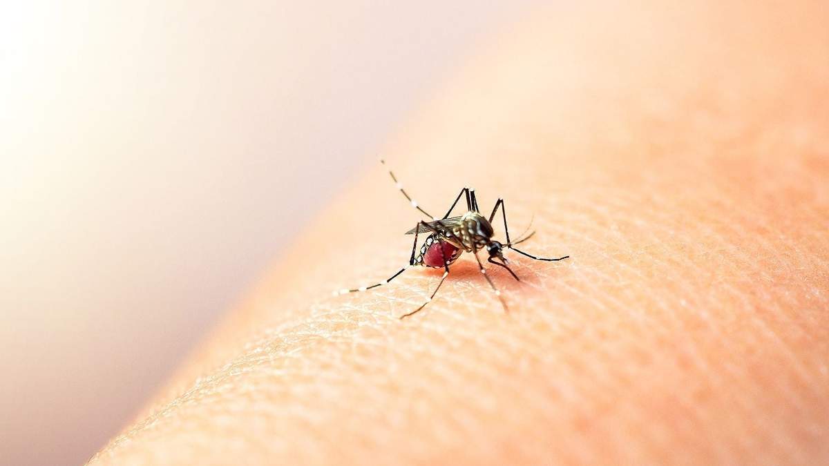 El Gobierno busca evitar una nueva epidemia de dengue. Fuente: (X)