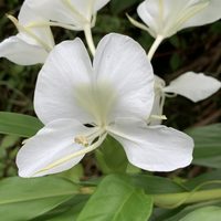 La planta gigante que da una flor similar a la orquídea pero con perfume y que ama el agua de lluvia
