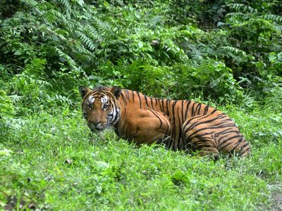 India registró en 2021 la mayor cantidad de muertes de tigres en una década