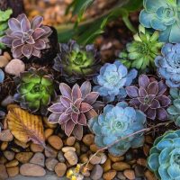 Suculentas en miniatura: dónde recomiendan ubicarlas para atraer la buena fortuna