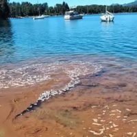 Denunciaron contaminación en el Lago Nahuel Huapi, sector Playa Las Balsas de Villa La Angostura