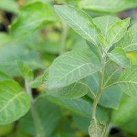 La planta que crece como un gran árbol y es un tesoro por sus propiedades anticancerígenas