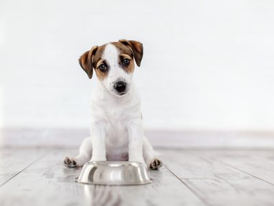 5 alimentos que pueden ser fatales para tu perro y seguro alguna vez le diste