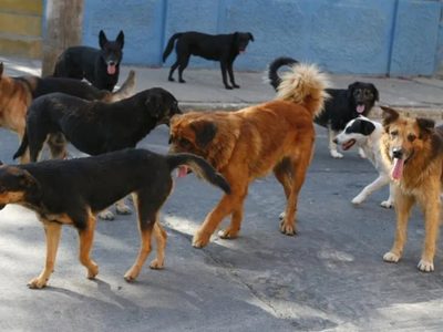 Un grupo de vecinos marcharán por la superpoblación de perros y gatos en Neuquén