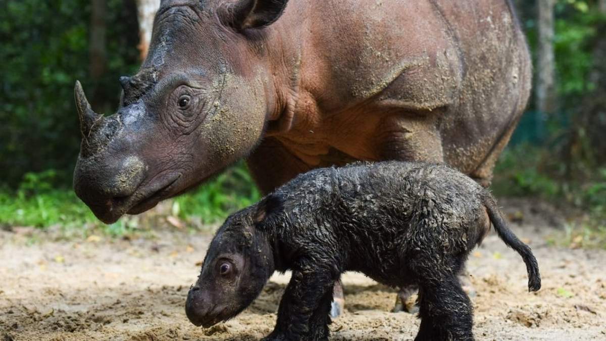 Sumatra. Fuente: (Ministerio de Medio Ambiente de Indonesia)