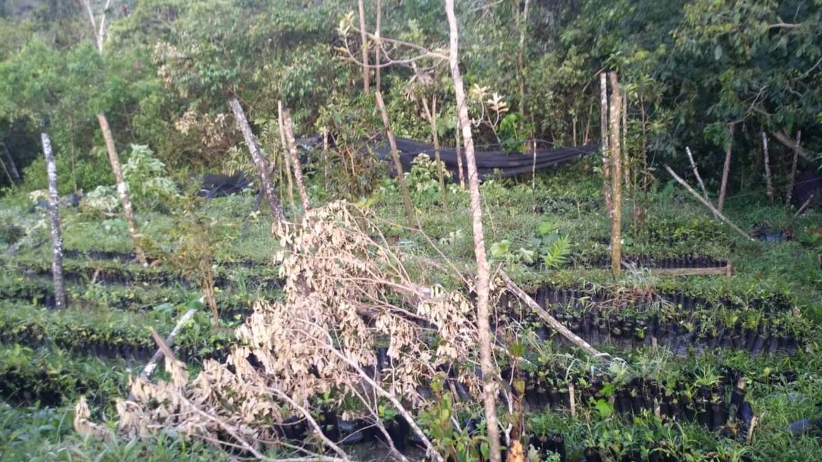 El huerto del señor Julián Alarcón destruido por el Ejército