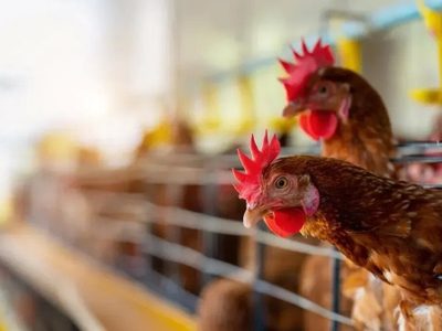 Comienza investigación por muertes de animales en la meseta neuquina por posible gripe aviar