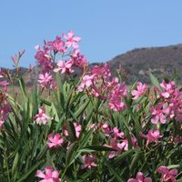 Bonita, pero peligrosa: la planta que tenés que sacar de tu jardín si querés evitar consecuencias