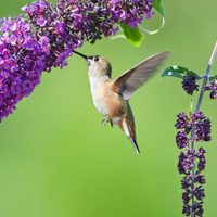 Las plantas que tenés que tener en tu jardín para que vengan los colibríes