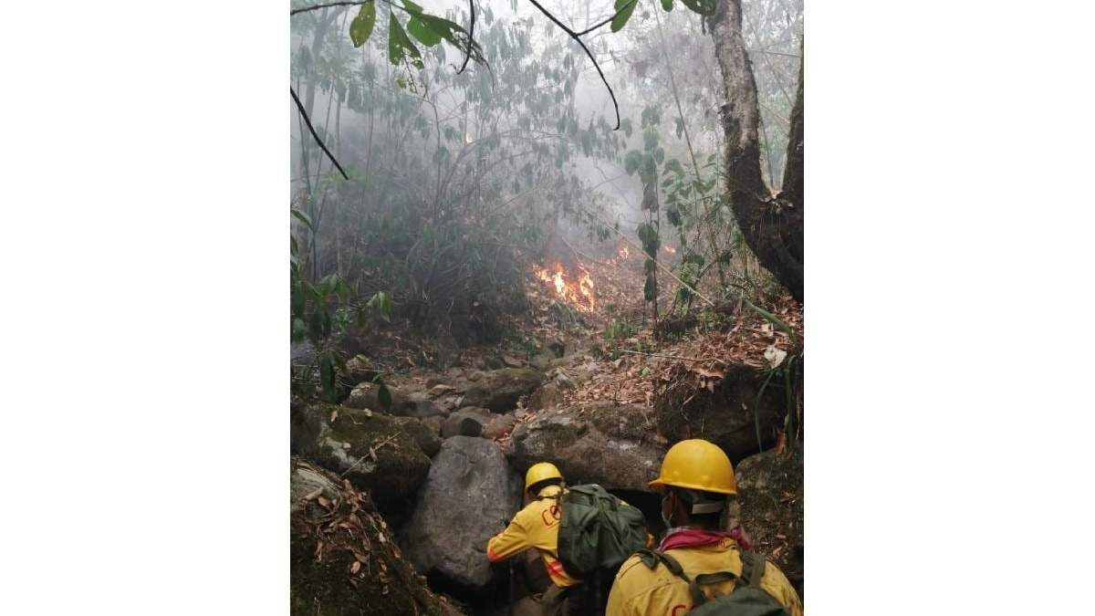 Trabajo de brigadas para sofocar el incendio Santo Domingo Teojomulco