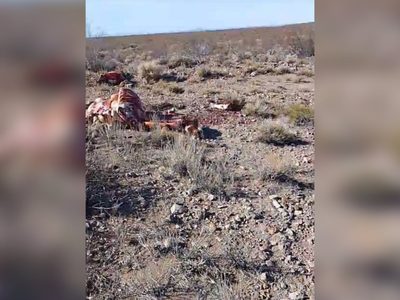 Criancero de Picín Leufú halló a sus caballos faenados por cuatreros
