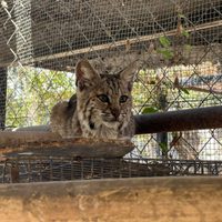 Resguarda Zoológico Tamatán a una osezna, un lince y un ocelote