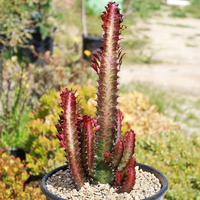 Euphorbia trigona: la suculenta inmortal más fácil de cuidar