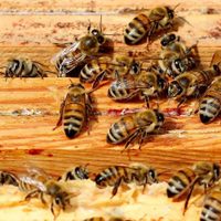 Alerta por sorpresiva aparición de abejas en La Plata: a qué se debe