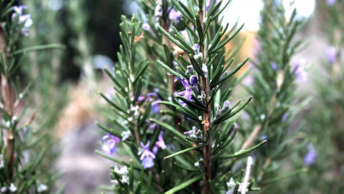 Plantas. Fuente: (Yerbatería)