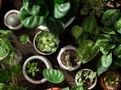 La poderosa planta fácil de cultivar que es un tesoro para tu salud con solo olerla