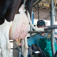 Alerta: paro del sector lácteo podría provocar un desabastecimiento