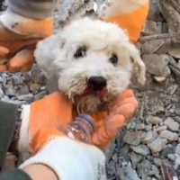 Los milagrosos rescates de tres perros en la zona cero de Turquía (Videos)