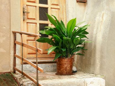 La planta de las abuelas: dura de generación en generación, es fácil de cuidar y la podés tener dentro de casa