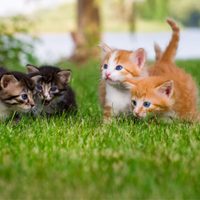 Truco casero para eliminar las manchas y el olor de pis de gato de tu casa por completo