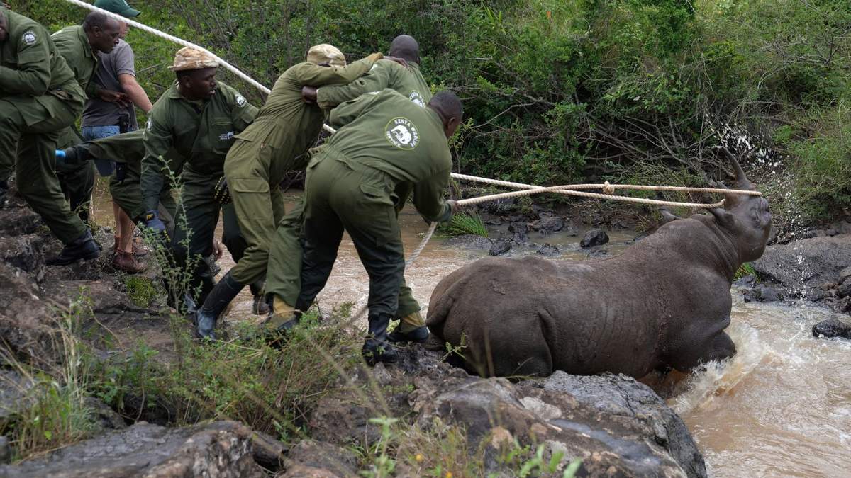 Guardabosques del Servicio de Vida Silvestre de Kenia y un equipo de captura sacan la cabeza de un rinoceronte negro sedado del agua de un riachuelo en el Parque Nacional de Nairobi