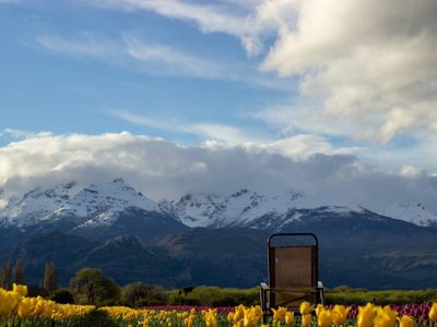 Transmitirán de forma virtual la floración de los tulipanes de Trevelin