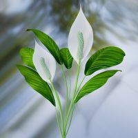2 plantas increíbles y mágicas para purificar los espacios en tu hogar