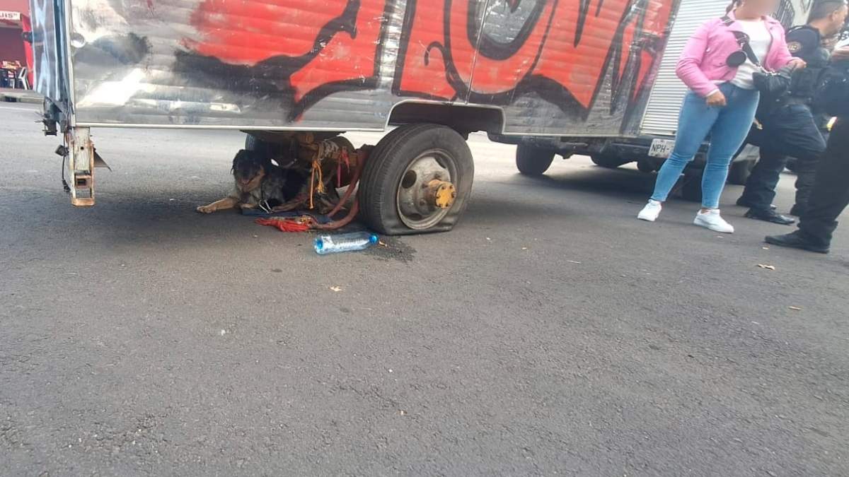 El perro estaba atado al remolque