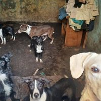 Rescatan a 18 perros víctimas de maltrato y crueldad animal en la CDMX