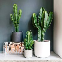 Cuál es la suculenta que está de moda entre las influencers y que deslumbra en primavera