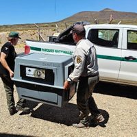El cóndor andino rescatado en Neuquén se recupera en Buenos Aires