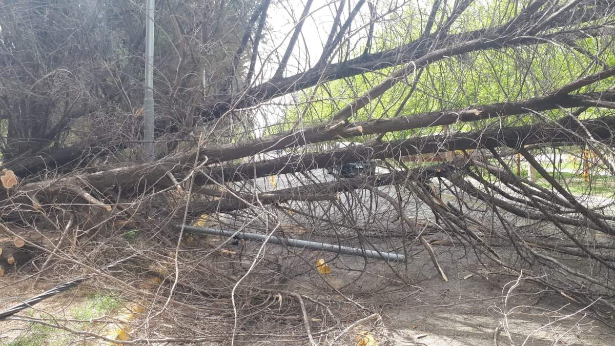 Árboles caídos por el temporal. Fuente: Protección Civil