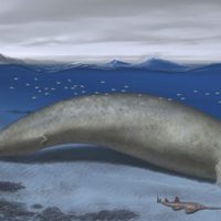 El animal más pesado que haya existido podría ser esta ballena fósil hallada en Perú