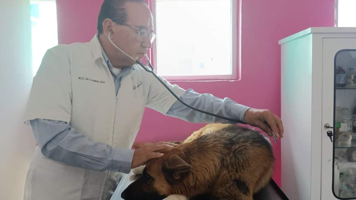 La perra Coqueta sufrió lesiones en sus cuatro patas, pero se encuentra en buen estado de salud