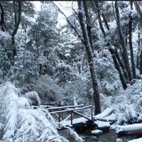 Alerta amarilla por nieve en el Parque Nahuel Huapi: prevén acumulaciones y complicaciones en rutas